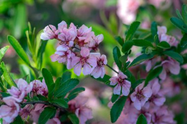 Prunus tenella cüce Rus Badem çiçeği çiçek, çiçek açmış güzel süs bitkisi, leylak taç yaprakları
