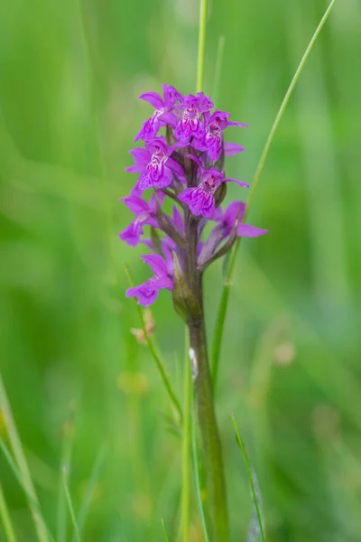 Dactylorhiza Majalis Wild Flowering Orchid Flowers Meadow Group Bright Purple — Stock Photo, Image