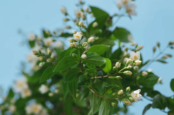 Philadelphus Coronarius Sladké Modrooranžové Bílé Květy Květu Větvích Keřů Kvetoucí — Stock fotografie