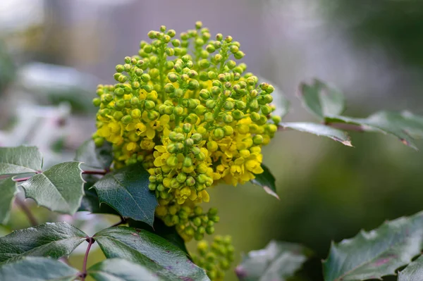 花にはマホニアアクフィオリウム オレゴンブドウと呼ばれる黄色の開花植物 黄緑色の常緑葉と黄色の花のクラスター — ストック写真