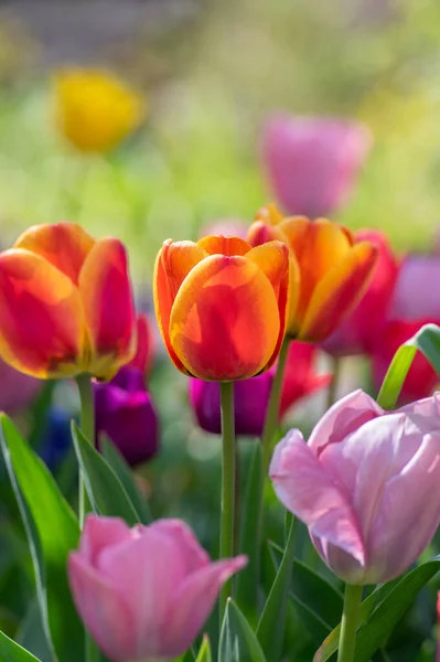 Incroyable Champ Jardin Avec Des Tulipes Diverses Pétales Couleur Arc — Photo