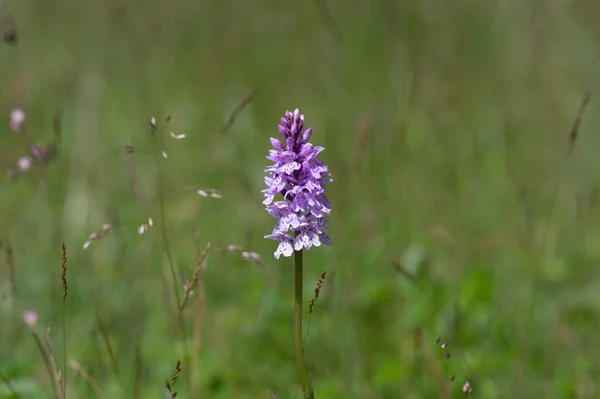 Dactylorhiza Fuchsii Vanliga Prickig Orkidé Blommor Blom Fantastisk Vacker Lila — Stockfoto