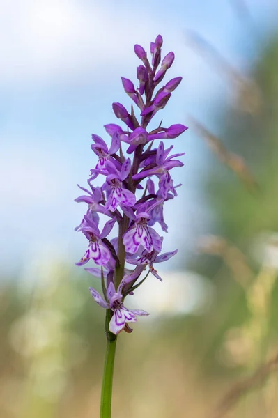 Dactylorhiza Fuchsii Common Spotted Orchid Flowers Bloom Amazing Beautiful Purple — Stock Photo, Image