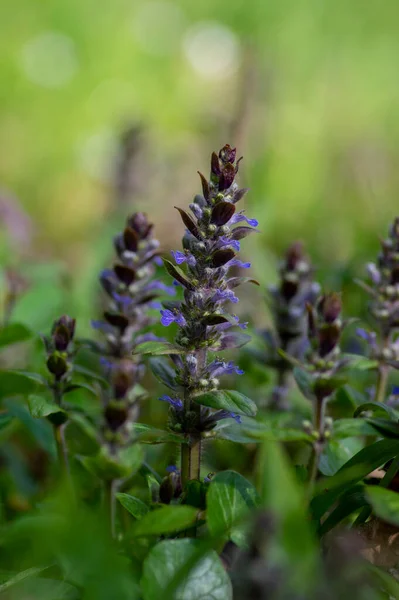 Ajuga Reptans Blue Bugle Flowering Sprintime Plants Group Bugleweed Lawrence — Foto Stock