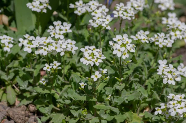 Arabis Caucasica White Flowering Plant Group Springtime Flowers Bloom Green — Stock Photo, Image