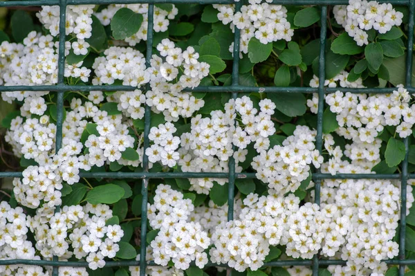 Spiraea Vanhouttei Prairie Arbuste Ornemental Doux Fleur Groupe Fleurs Blanches — Photo