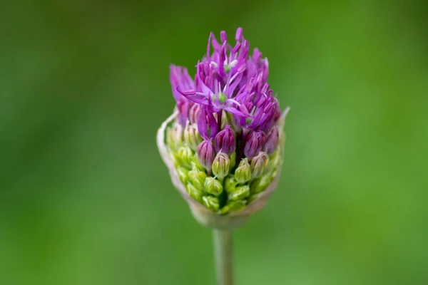 Allium Hollandicum Persian Onion Dutch Garlic Purple Flowering Plant Ornamental — Stock Photo, Image