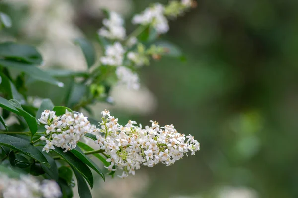 ライグストルムバルガレ野生のヨーロッパのプライベートホワイト開花植物 低木の枝に咲く芳香のある花のグループ 緑の葉 — ストック写真