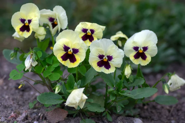 Viola Wittrockiana Colorful Garden Pansy Flowers Bloom Beautiful Small Flowering — Stock Photo, Image