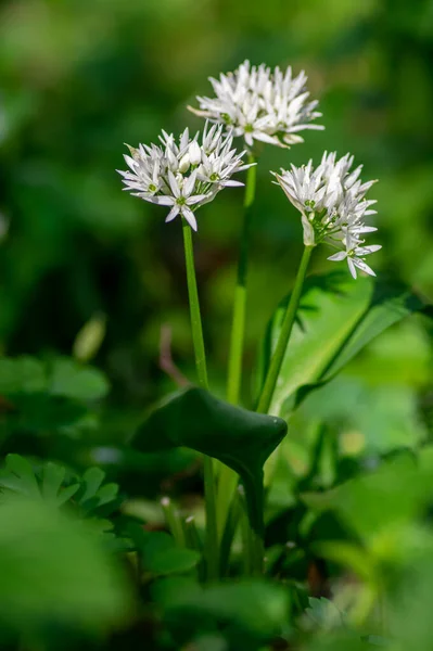 Allium Ursinum Urși Sălbatici Flori Usturoi Floare Zidari Albi Buckrams — Fotografie, imagine de stoc