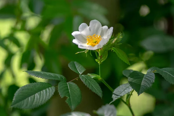 Róża Psów Rosa Canina Corymbifera Białe Lekkie Kwiaty Rozkwicie Gałęziach — Zdjęcie stockowe