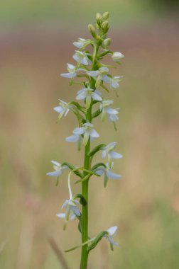 Platanthera bifolia beyaz yabani daha az kelebek orkide çiçekleri çiçek açan güzel çayır orkideleri yeşil çimenlerdeki çiçekler