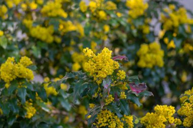 Çiçek açmış Mahonia aquifolium, Oregon üzümü adı verilen sarı çiçekli bitki, iğne yeşili yapraklar ve sarı çiçek kümesi.