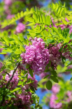 Robinia psödoacia çiçek açmış süs ağacı, mor cübbe ekimi çiçek demeti, mavi gökyüzüne karşı güneş ışığında yeşil yapraklar.