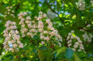Aesculus hipokastanum at kestanesi ağacı çiçek açmış, bir grup beyaz çiçek ve dallarda yeşil yapraklar