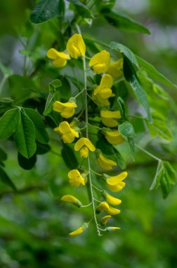Laburnum anagyroides altın yağmur zinciri çiçek açmış süs çalı dalları, güzel sarı çiçekler ve yeşil yapraklarla çiçek açan küçük ağaç.