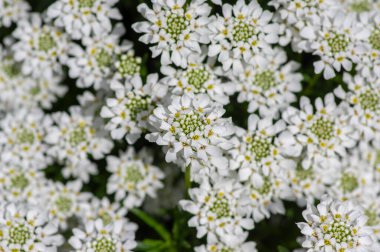 İberis sempervirens hiç bitmeyen yeşil şekerleme kalıcı çiçek, beyaz bahar çiçekli kaya bitkileri grubu, mevsimsel arka plan