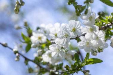 Prunus cerasus çiçek açan ağaç çiçekleri, bir grup güzel beyaz yaprak tart kiraz çiçekleri güneş ışığında mavi gökyüzüne karşı çiçek açtılar.