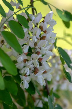 Robinia psödoacia süs ağacı çiçek açmış, parlak beyaz çiçek demeti, dallarda yeşil yapraklar