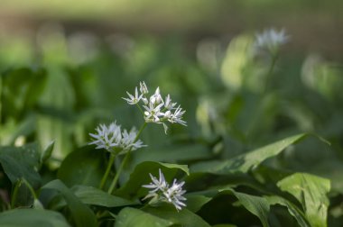 Allium ursinum yaban ayıları çiçek açmış sarımsak çiçekleri, beyaz rason tomurcukları çiçek açan bitkiler, yenilebilir yeşil sağlıklı yapraklar.