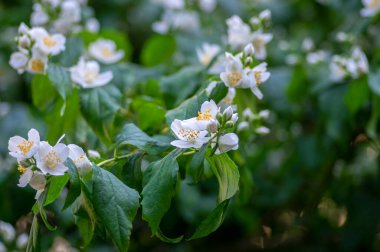 Çalı dallarında çiçek açan tatlı, sahte turuncu beyaz çiçekler, çiçek açan İngiliz Dogwood vahşi süs bitkisi, yeşil yapraklar.