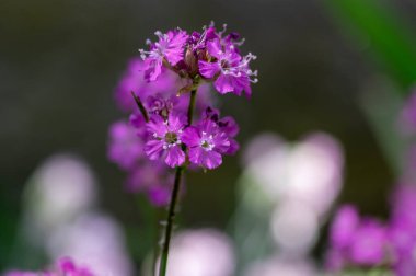 Lychnis viscaria Sticky Catchfly mor parlak bahar çiçeği, bahçede çiçek açan küçük çiçekler, ekilmiş kaya bitkisi