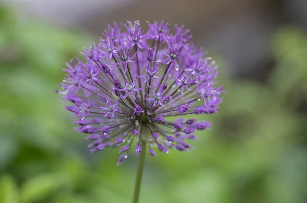 Allium Hollandicum Perski Cebula Holenderski Czosnek Purpurowy Kwitnący Roślina Ozdobne — Zdjęcie stockowe