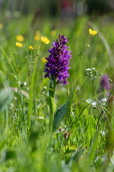 Dactylorhiza Majalis Wild Flowering Orchid Flowers Meadow Group Bright Purple — Stock Photo, Image