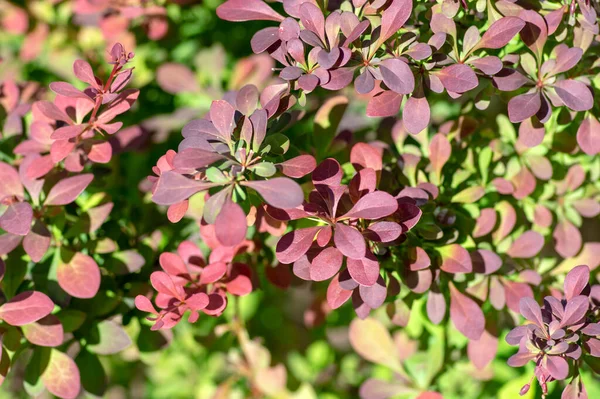 Berberis Thunbergii Japanese Barberry Ornamental Shrub Group Green Purple Reddish — Stock Photo, Image