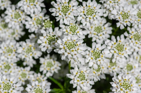 半长春藤 Iberis Sempervirens 常绿藤蔓多年生花盛开 一群春天开花的白色岩石植物 季节背景 — 图库照片