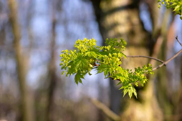 Acer Platanoides Norwegia Klon Drzewa Gałęzie Rozkwicie Wiosna Jasny Kolor — Zdjęcie stockowe