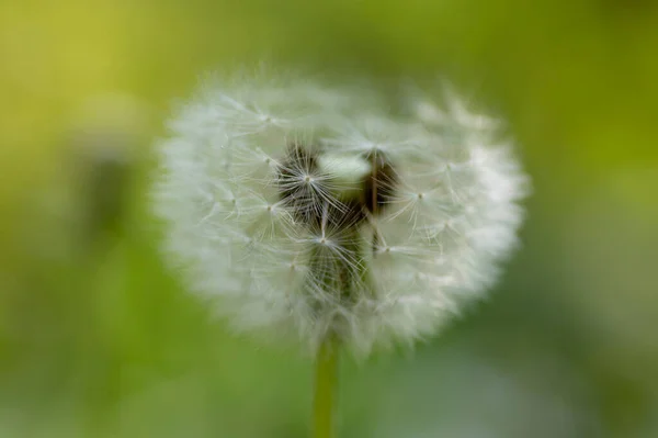 一般的なタンポポTaraxacum Officinale色あせた花は雪の玉 熟したキプセリアの果実のように見えます — ストック写真