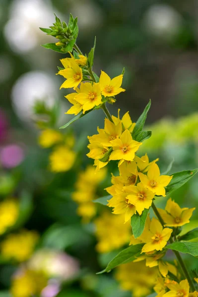 Lysimachia Punctata Jasnożółte Kropkowane Luźno Kwitnące Rośliny Grupa Pięknych Kwiatów — Zdjęcie stockowe