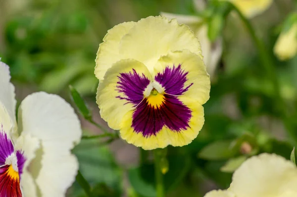 Viola Wittrockiana Coloridas Flores Jardín Flor Hermosa Pequeña Planta Con —  Fotos de Stock