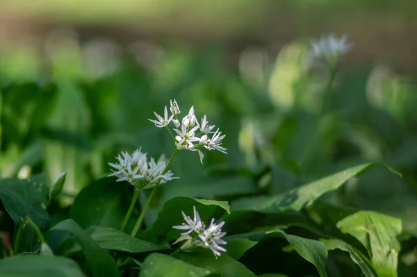 Allium Ursinum Ursos Selvagens Flores Alho Flor Branco Rmasons Buckrams — Fotografia de Stock