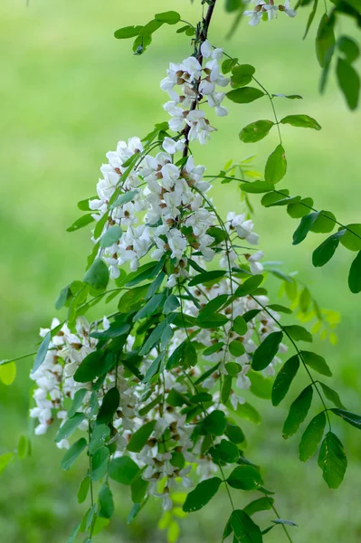 Robinia Pseudoacacia Koristepuu Kukassa Kirkkaan Valkoinen Kukkiva Joukko Kukkia Vihreät — kuvapankkivalokuva