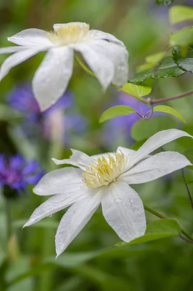 Floração Branca Brilhante Grande Pétala Clematis Flores Belas Virgens Bower — Fotografia de Stock