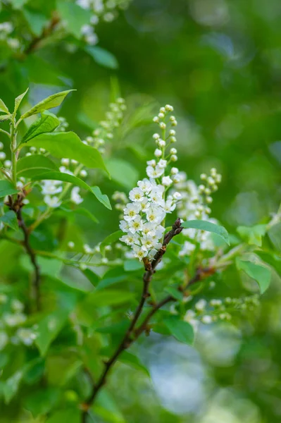 Prunus Padus Witte Bloeiende Vogel Kers Hackberry Boom Hagberry Mayday — Stockfoto