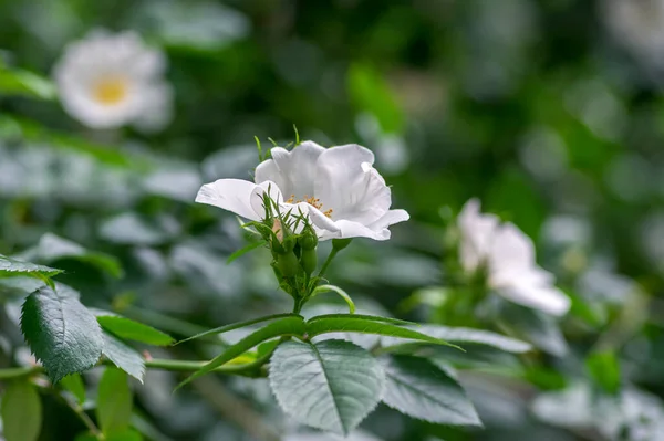 Róża Psów Rosa Canina Corymbifera Białe Lekkie Kwiaty Rozkwicie Gałęziach — Zdjęcie stockowe