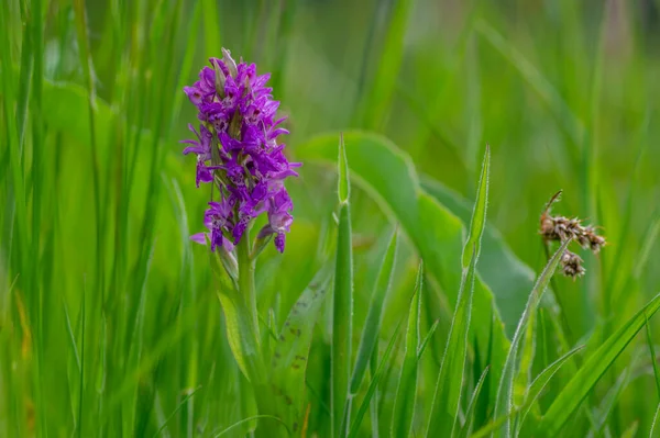 Dactylorhiza Majalis Vilda Blommande Orkidé Blommor Ängen Grupp Ljusa Lila — Stockfoto