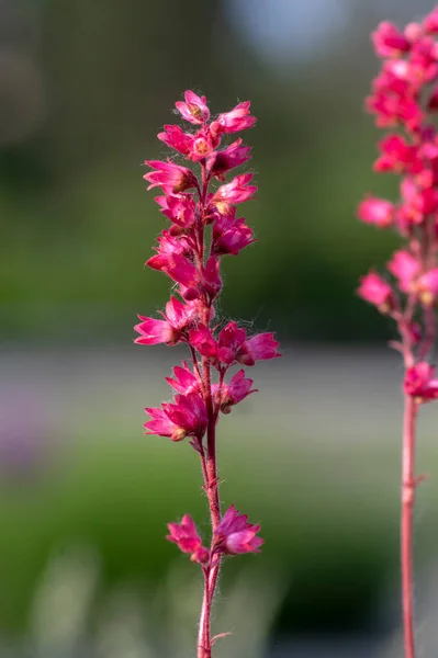 Heuchera Sanguinea Hermosa Planta Ornamental Floración Primavera Flor Color Rojo — Foto de Stock