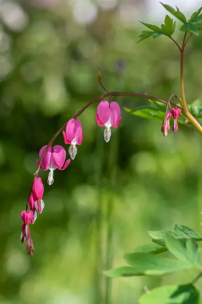 Dicentra spectabilis bleeding heart flowers in hearts shapes in bloom, beautiful Lamprocapnos pink white flowering plant, green leaves on branches, springtime ornamental garden
