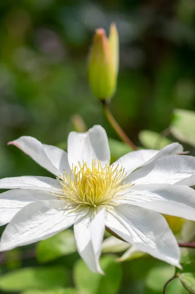 Floração Branca Brilhante Grande Pétala Clematis Flores Belas Virgens Bower — Fotografia de Stock