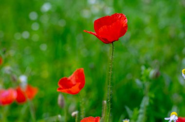 Papaver rhoeas yaygın haşhaş tohumu açan parlak kırmızı çiçekler, çayırda çiçek açan bir grup bitki, yabani tarla bitkileri