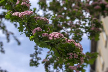 Crataegus laevigata cultivar pauls kıpkırmızı pembe çiçekli ağaç, çalılıklarda açan bir grup güzel bahar çiçeği