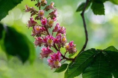 Aesculus carnea pavia kırmızı at kestanesi çiçekleri çiçek, parlak pembe çiçekli süs ağacı, yeşil yapraklar