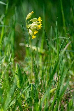 Primula veris inek sürüsü sarı çiçek tomurcuklanan çiçek, yeşil yapraklar ve kök