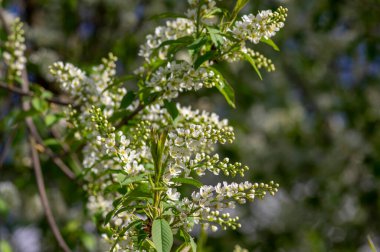 Prunus padus beyaz çiçek açan kuş vişneli böğürtlen ağacı, çiçek açmış hagberry yardım ağacı, yeşil yapraklı süs çiçeği
