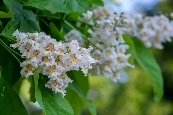 Catalpa Bignonioides Árbol Flores Ornamentales Caducifolias Tamaño Mediano Ramas Con —  Fotos de Stock