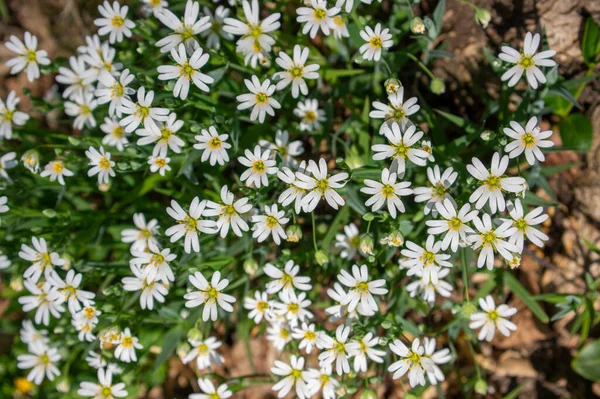 Rabalera Stellaria Holostea Greater Stitchwort Perennial Flowers Bloom Group White — Stock Photo, Image